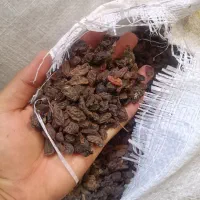 کشمش آبگیری تناژ آزاد قیمت کاسبی