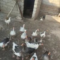 غاز