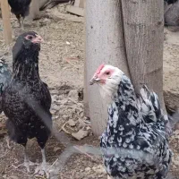 مرغ گلین تخم گذار جوان
