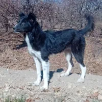 سگ قدرجونی اصیل