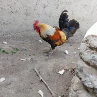 جوجه لری عشایری