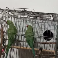 یه جفت طوطی ملنگو مولد موعظه دارم .|پرنده|کرج, کمال‌شهر|دیوار