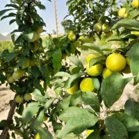 زمین باغ میوه باغچه ویلا استخر ماهی|فروش زمین و ملک کلنگی|تهران, تختی|دیوار