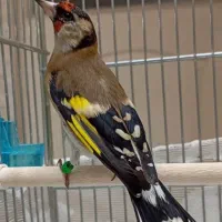 سهره ماده داغسر