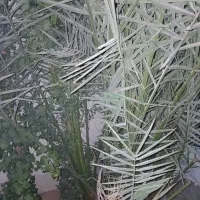 تمیزکاری نخل وباغبانی|خدمات باغبانی و درختکاری|کارون, |دیوار