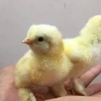 جوجه برهما وابریشمی ولاری اصل