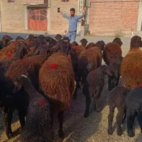 50 راس گوسفند قزل جوان زاییده و آبستن سنگین|حیوانات مزرعه|تبریز, |دیوار