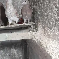 کبوتر تهرانی|پرنده|اصفهان, همدانیان|دیوار