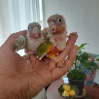 طوطی گرینچیک های سرلاکی  رد و اکستریم و دبل رد|پرنده|قائم‌شهر, |دیوار