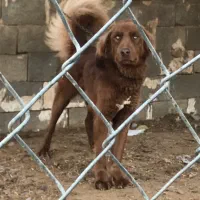 سگ قهدیرجانی سرخ توله نر