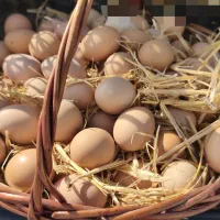 تولید تخم‌مرغ محلی گلپایگان