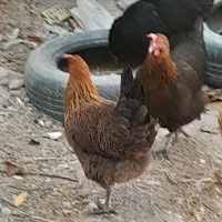 ۸عدد مرغ تخم گذار|حیوانات مزرعه|بستان آباد, |دیوار