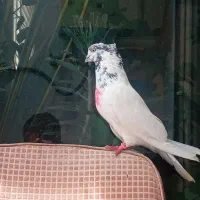 کفتر پرشی