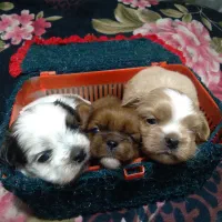 واگذاری۶سگ توله شیتزو عروسکی و۱هاسکی زیرقیمت رودهن