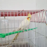 عروس هلندی|پرنده|تربتحیدریه, اندیشه|دیوار