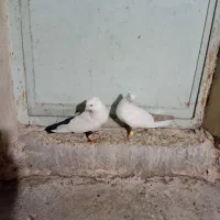 دوجفت نفش ورنگی|پرنده|شوشتر, |دیوار