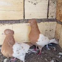 جفت سر زرد ضمانتی|پرنده|رفسنجان, |دیوار