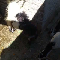 پاچن فروشی|حیوانات مزرعه|سراوان, |دیوار