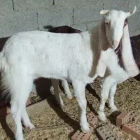 فروشی|حیوانات مزرعه|سراوان, |دیوار