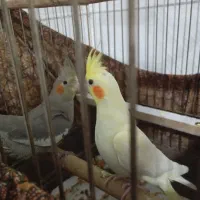 عروس هلندی لوتینو سالم و سرحال|پرنده|بوکان, |دیوار