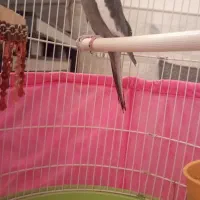 عروس هلندی نر