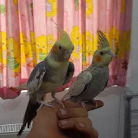 عروس هلندی نروماده|پرنده|زنجان, |دیوار