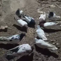 10 عدد کله زرد و سیاه وطوقی|پرنده|تربتحیدریه, رجایی|دیوار