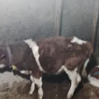 گاو سیمیتا نر|حیوانات مزرعه|ترکمانچای, |دیوار