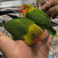 کوتوله برزیلی سبز