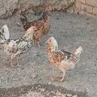 مرغ خروس گلین لری و یه دونه دورگه