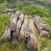 فروش چوب بادام بید وسفیدار ضایعات ونجاری|خدمات باغبانی و درختکاری|همایجان, |دیوار