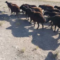 ۲۴ راس شیک آبستن