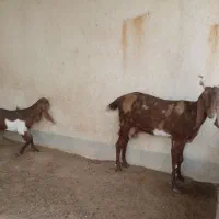 بز پاکستانی و کهره نر پاکستانی