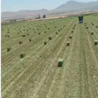 یونجه خشک درجه ۱ خورده و عمده