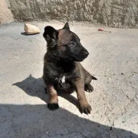 واگذاری ماده مالینویز