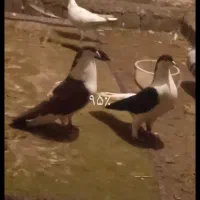 کبوتر شیخی|پرنده|اشنویه, |دیوار