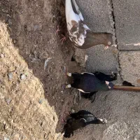 کبوتر سینه