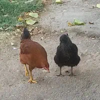 جوجه مرغ 5ماهه