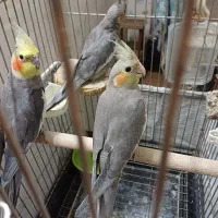 عروس هلندی سخنگو نروماده همراه با جوجه و قفس