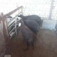 3تابره نر