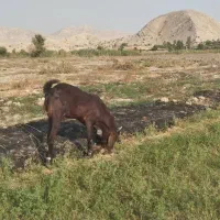 نر بز پاکستانی|حیوانات مزرعه|کازرون, |دیوار