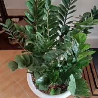 گیاه غول پیکر با۱۸تا پاجوش مخصوص خاص پسندها|گل و گیاه طبیعی|شیروان (خراسان), |دیوار