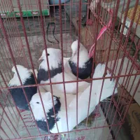 دو جفت کفتر طوقی سیاه