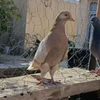 کبوتر|پرنده|صائین قلعه, |دیوار