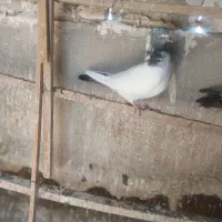 کفتر