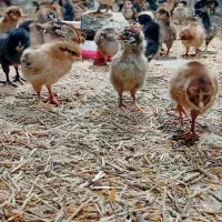 جوجه مرغ محلی گلپایگانی