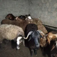 بره پروار شده