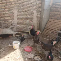 سه عدد بوقلمون