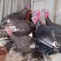 بوقلمون برنزه ، مرغ و خروس|حیوانات مزرعه|مشهد, کلاته برفی|دیوار