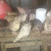 بلدرچین زنده
